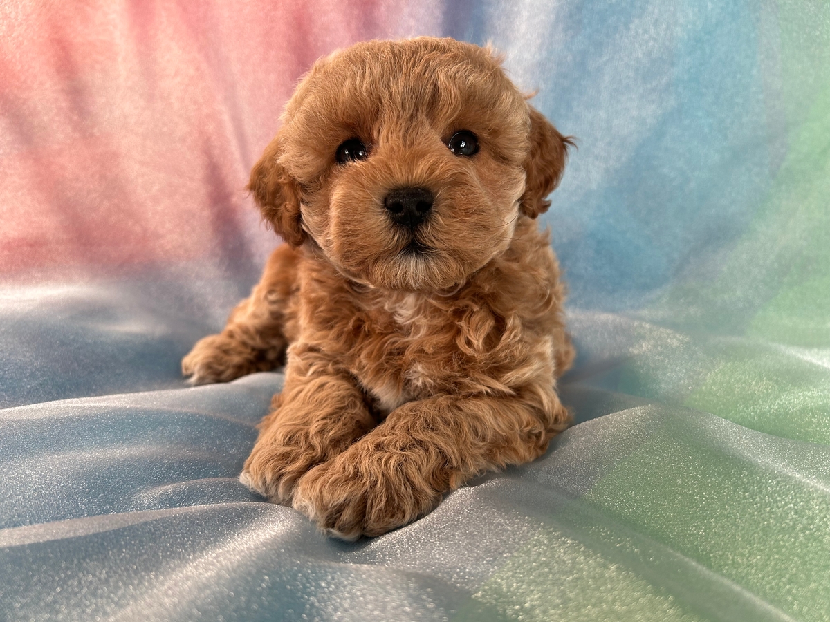 Female Schnoodle Puppy for Sale DOB 10-28-2022